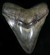 Gorgeous Megalodon Tooth - Sharp Serrations #29241-1